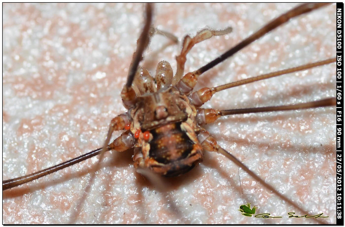 Dasylobus argentatus dal Lago di Baratz 133